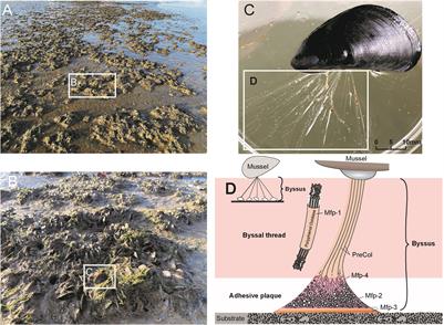 Heatwaves hinder mussel invasion by weakening byssus production